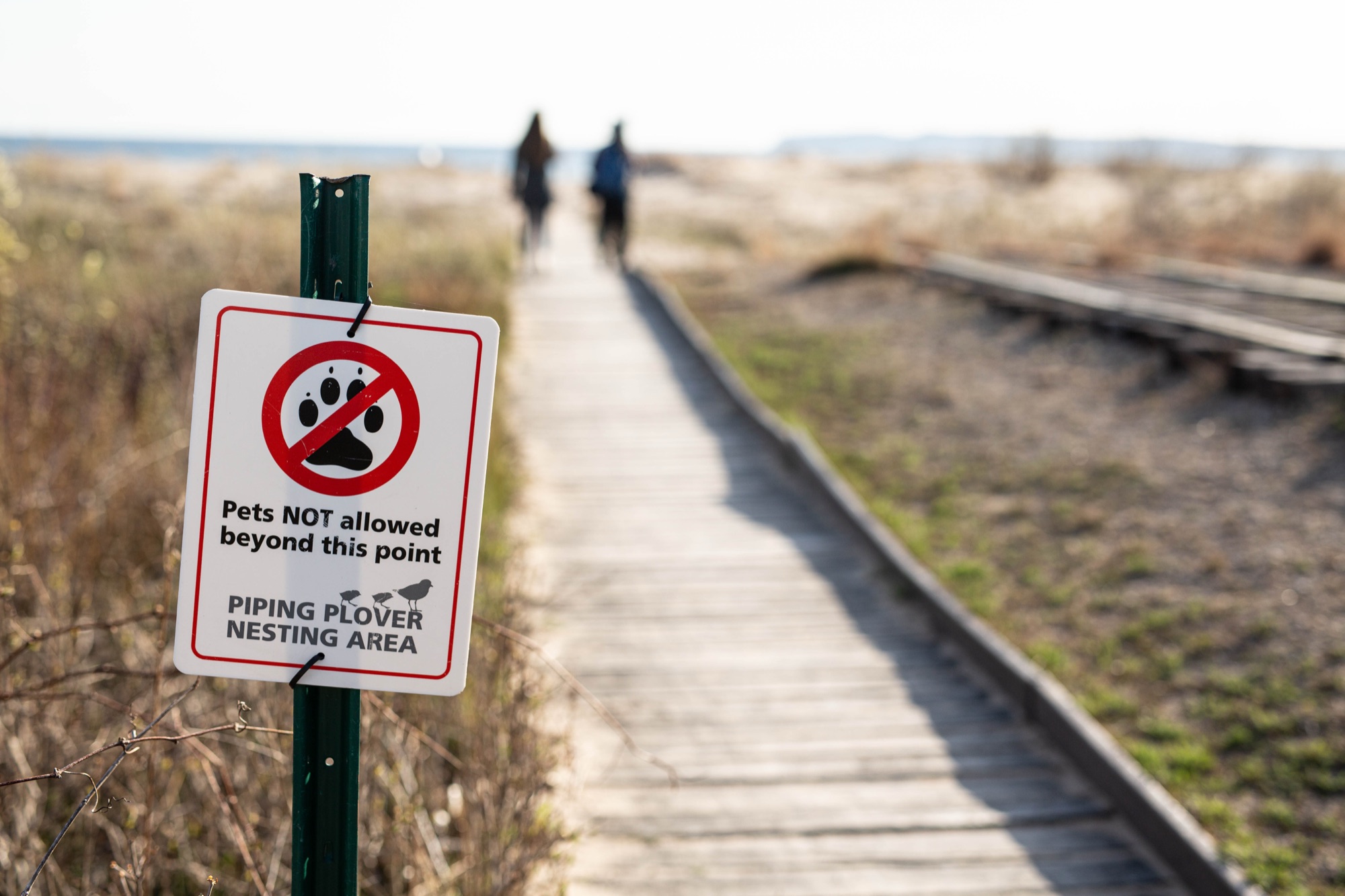 Piping Plover habitat at Sleeping Bear Dunes National Lakeshore