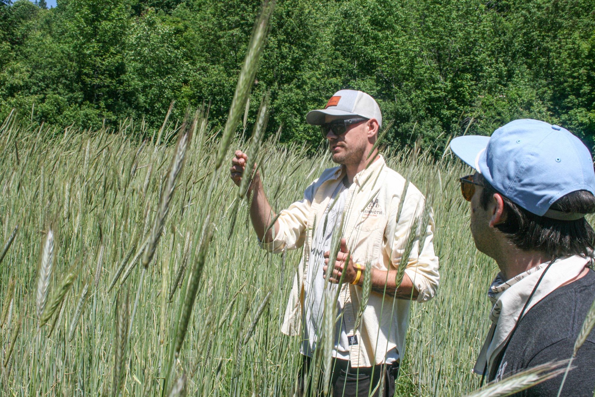 Rosen Rye fields on South Manitou Island